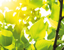 ��C���L���C��